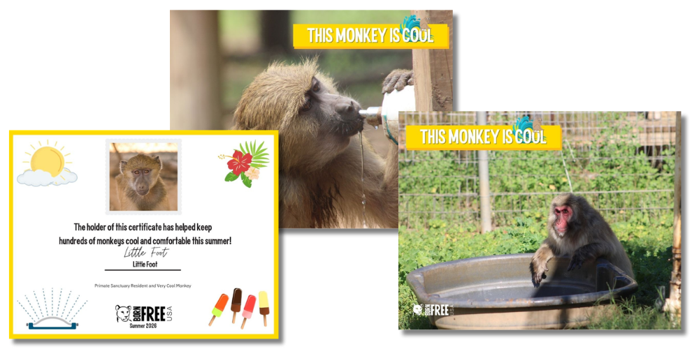 Cool Monkeys Certificate and Posters